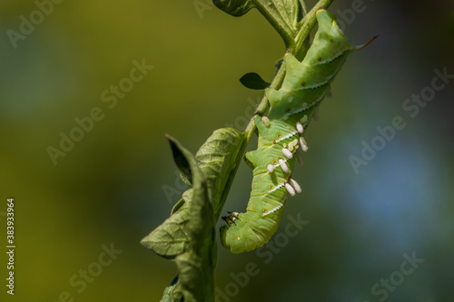 Braconid wasp cocoons and larvae on tomato hornworm photo