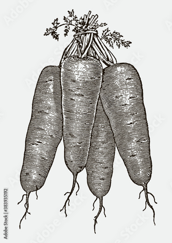 Bunch of four Danvers carrots, after antique engraving from 19th century