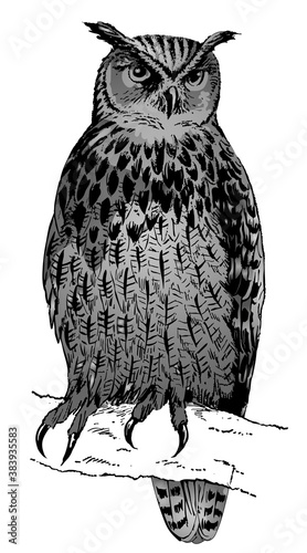 Hibou grand-duc.