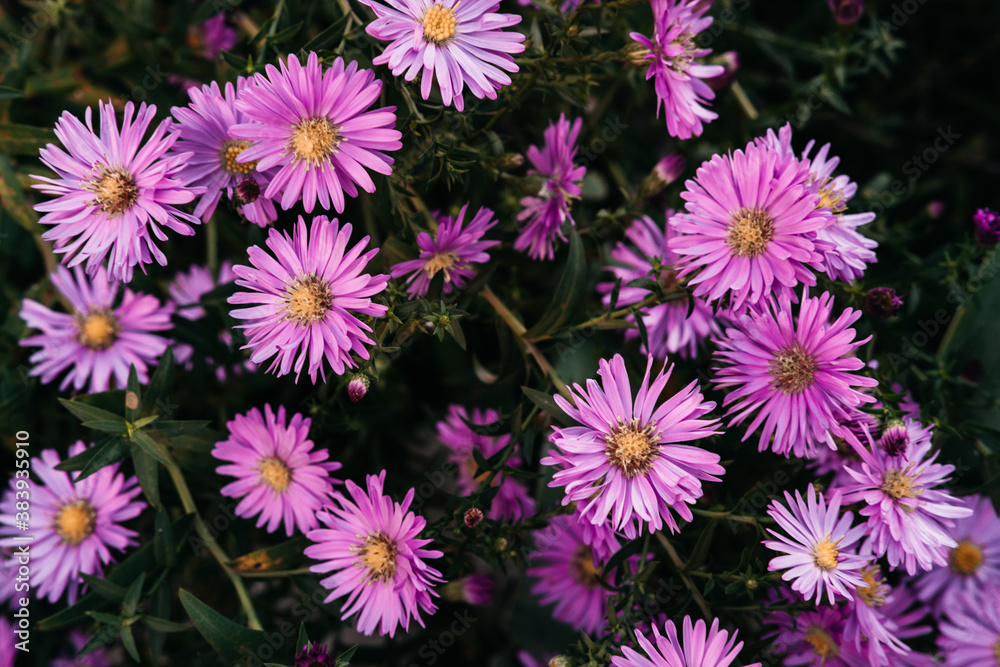Many home seasonal perennial flowers, October lilac. Pink autumn Aster flowers with a yellow center close-up. Horizontal desktop background with beautiful little purple asters. Many home seasonal perennial flowers, October lilac. Pink autumn Aster flowers with a yellow center close-up. Horizontal desktop background with beautiful little purple asters.