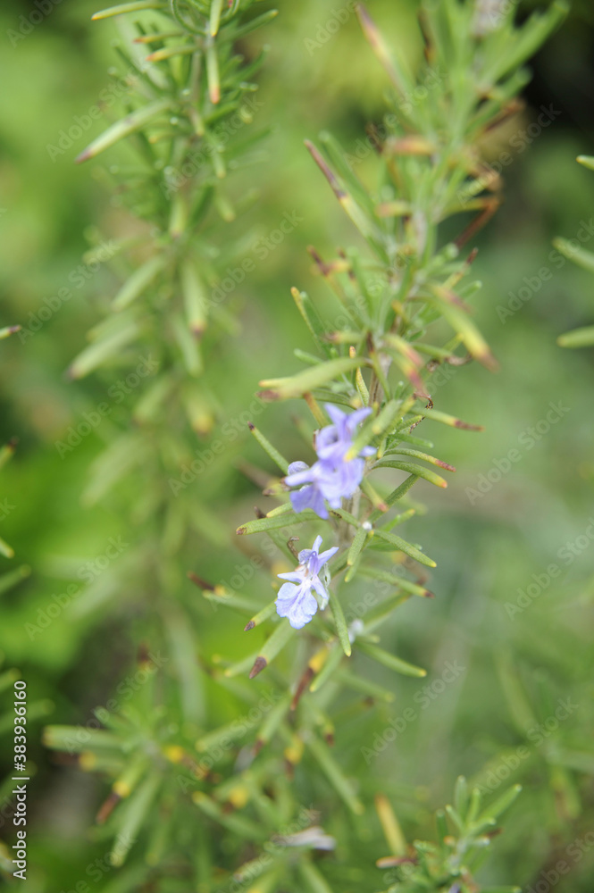 ローズマリーの花 ローズマリーの花