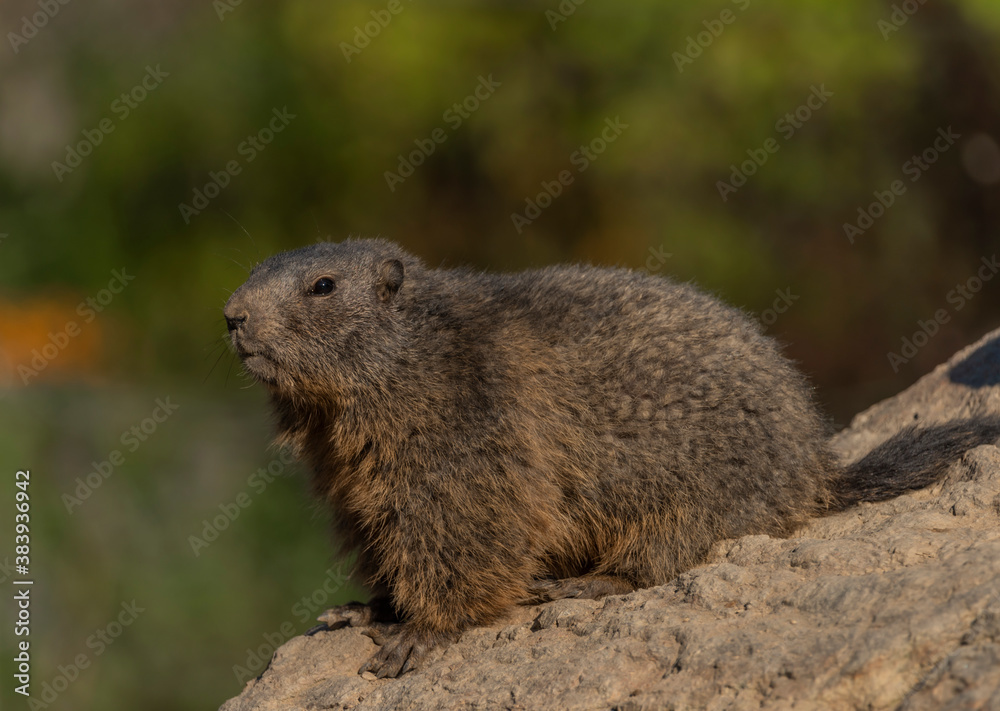 Marmot on stone in sunny nice summer morning Marmot on stone in sunny nice summer morning
