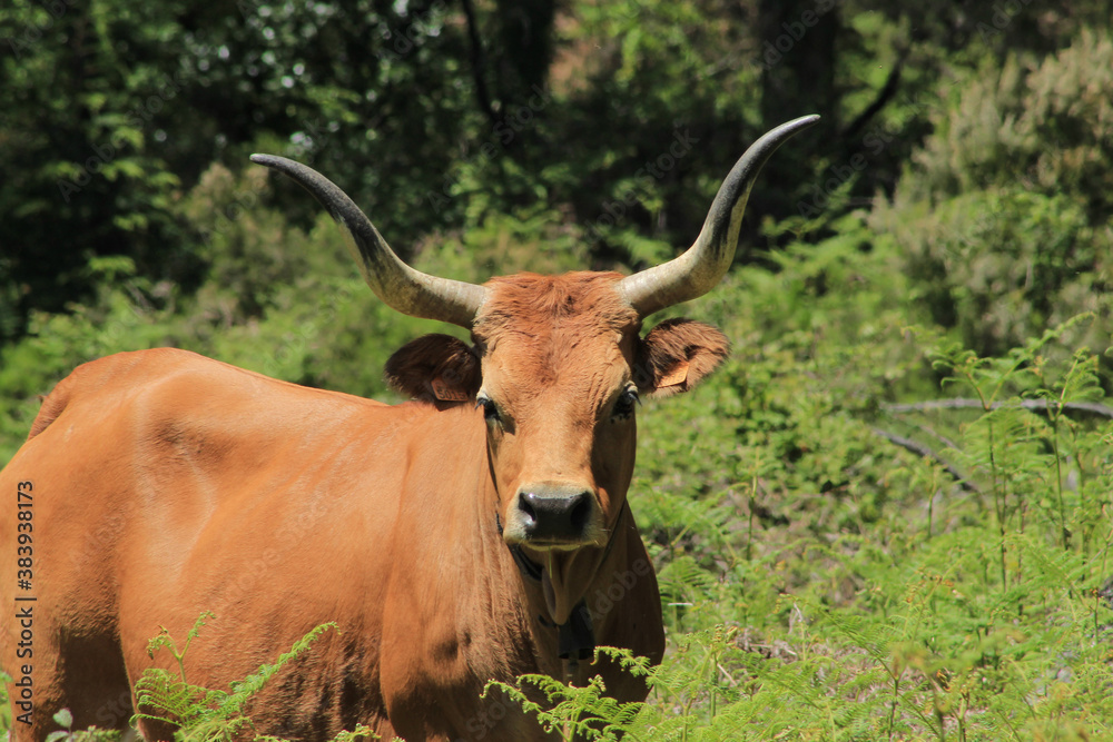 animal rural animal rural