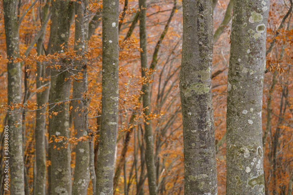 Obraz premium 黄葉のブナの森