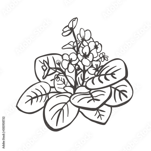 Violet flower sketch engraving vector illustration. Black and white hand drawn image.