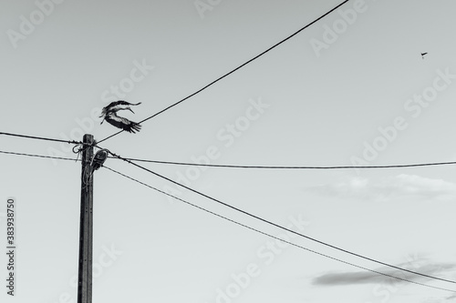 Stork departing from a lighting pole