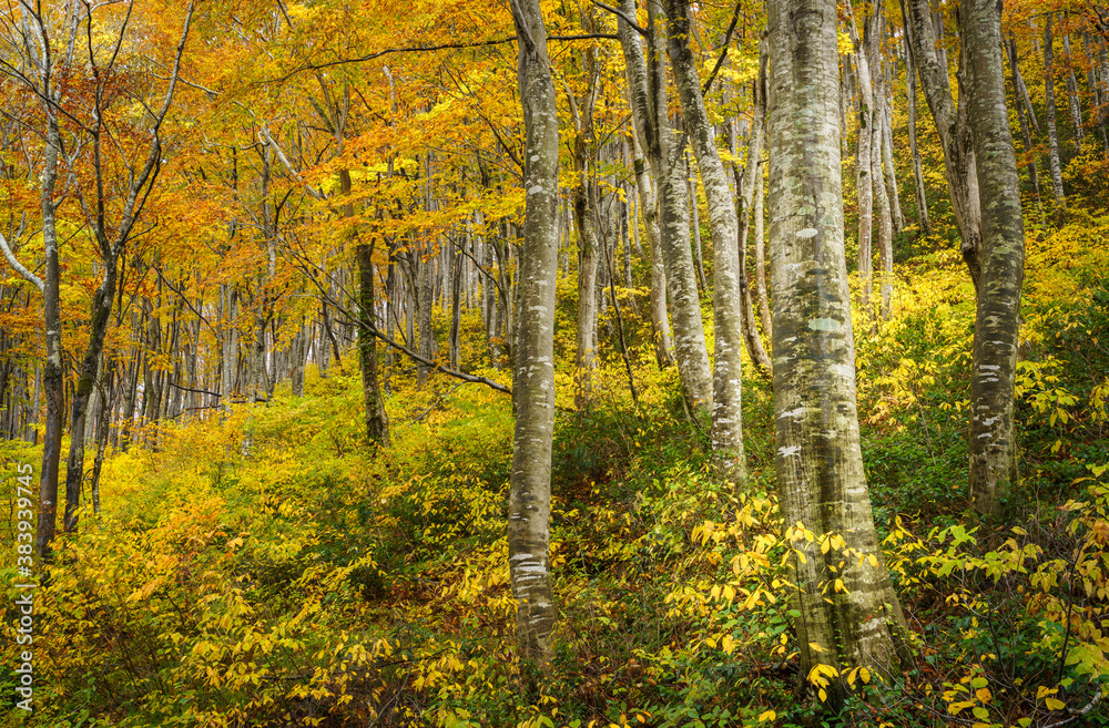 Fototapeta premium 黄葉のブナの森