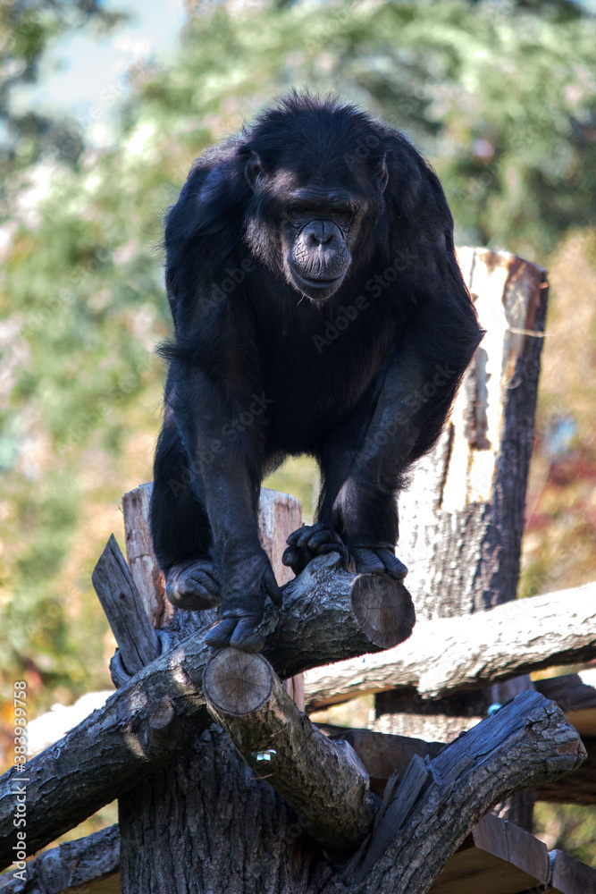Chimpanzee sitting on a wooden structure