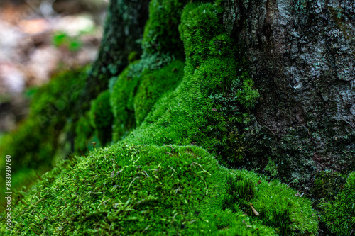 A moss covered tree trunk in the woods.