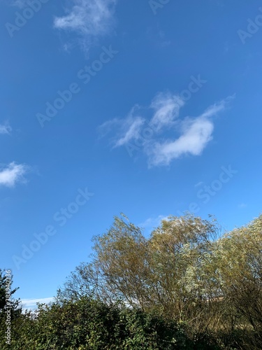 Tree Cloud Sky