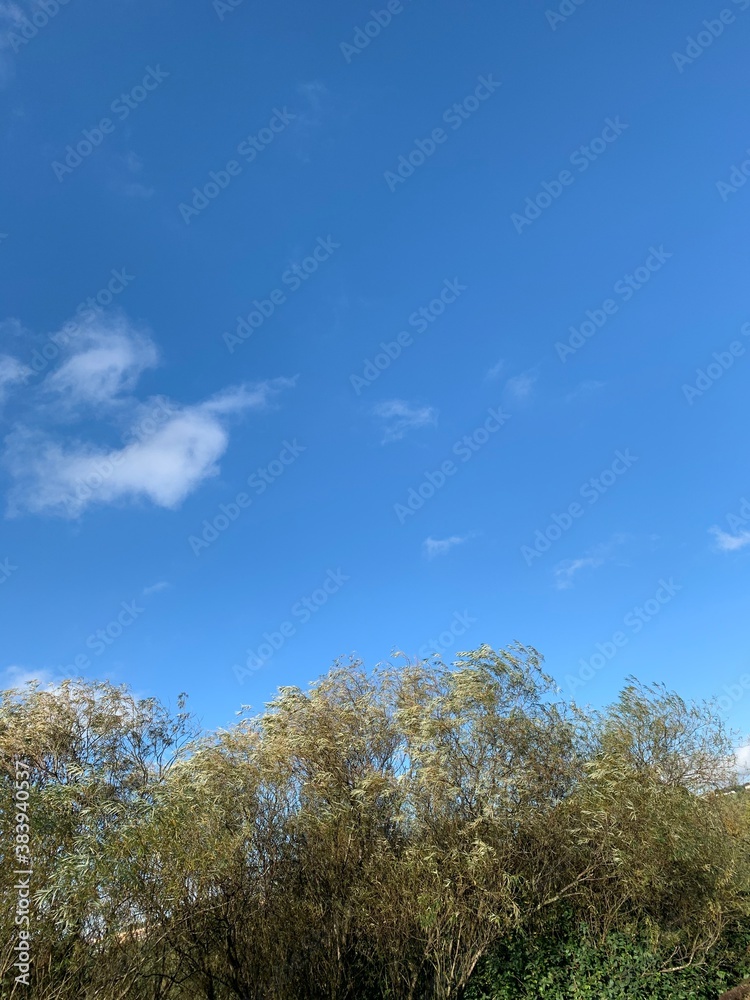 trees blue sky clouds autumn