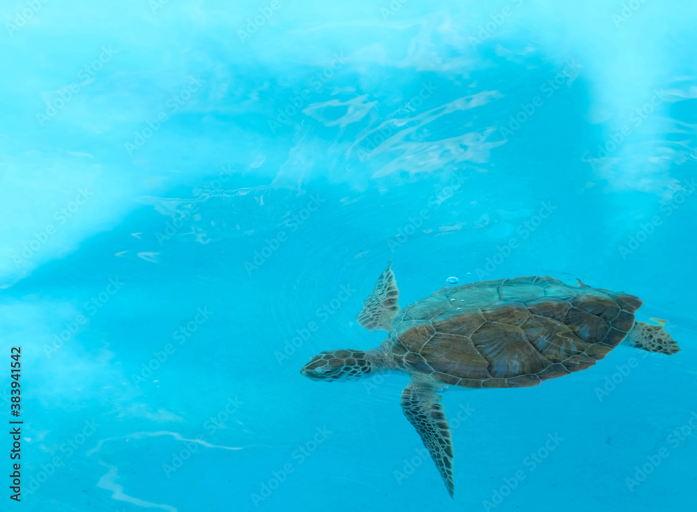Obraz premium Single turtle swimming in a blue big empty pool