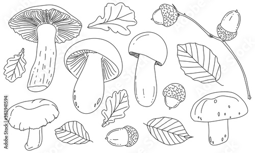 Mushrooms, acorns, and leaves are drawn with the contour lines. Vector illustration isolated on white. The concept of autumn, the gifts of the forest 