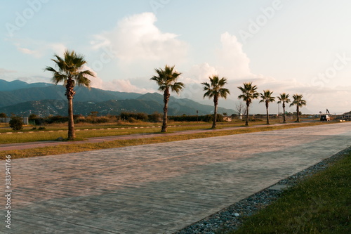 Palm trees in the sunset. Batumi. Georgia