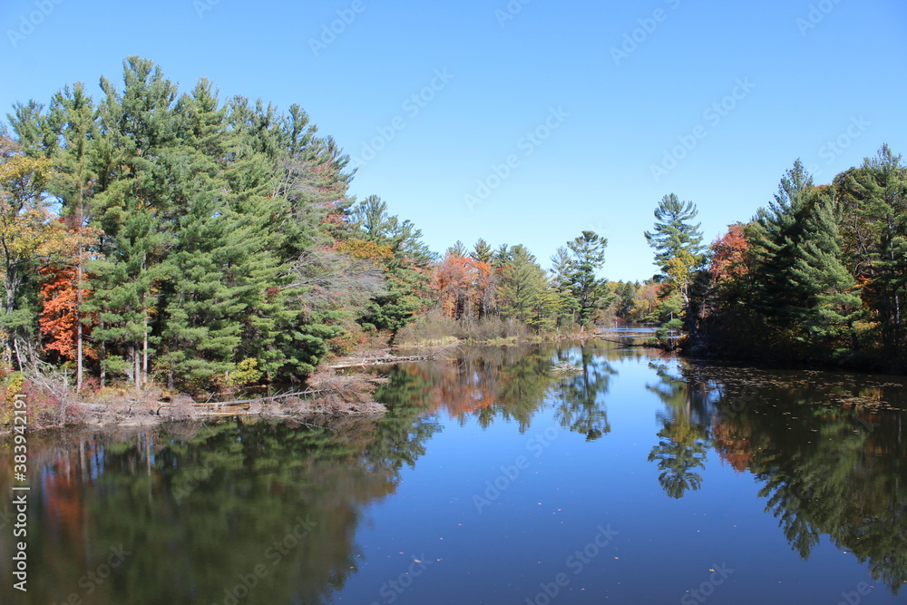 Fototapeta premium reflection of trees in the lake