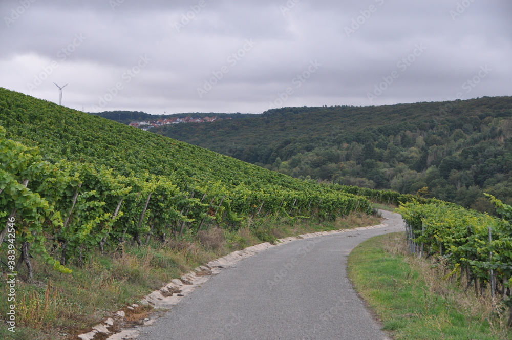 vineyards in Randersacker, Bavaria, Germany