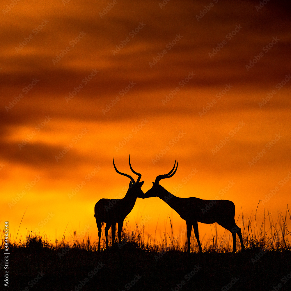 antelope at sunset antelope at sunset