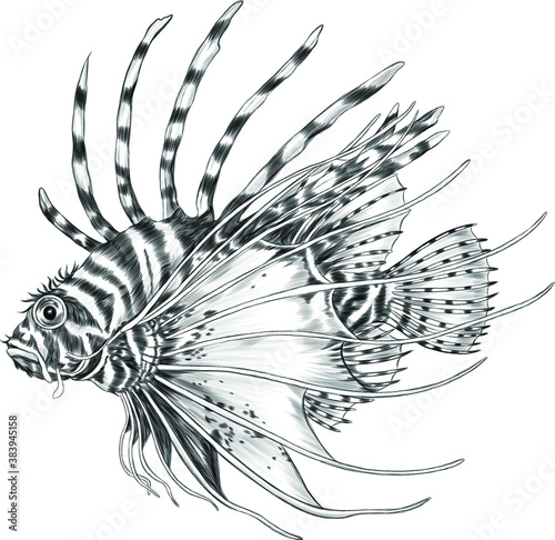 lion fish black white vector illustration