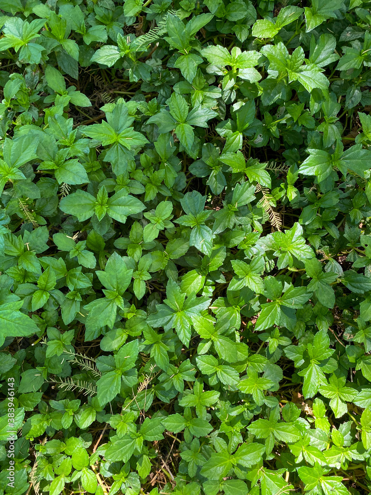 Top view of nice and textural green and clean plant leaves Top view of nice and textural green and clean plant leaves