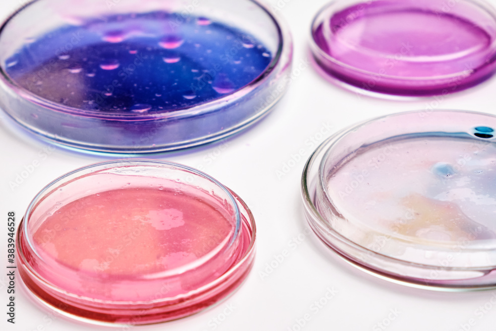 Pink, blue and transparent agar media in Petri dishes for grafting bacteria. Pink, blue and transparent agar media in Petri dishes for grafting bacteria.