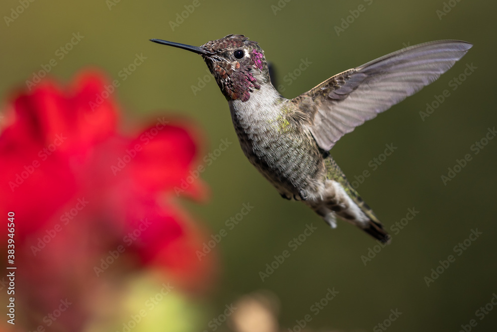 Obraz premium Hummingbird flying, flapping its wings in flight.