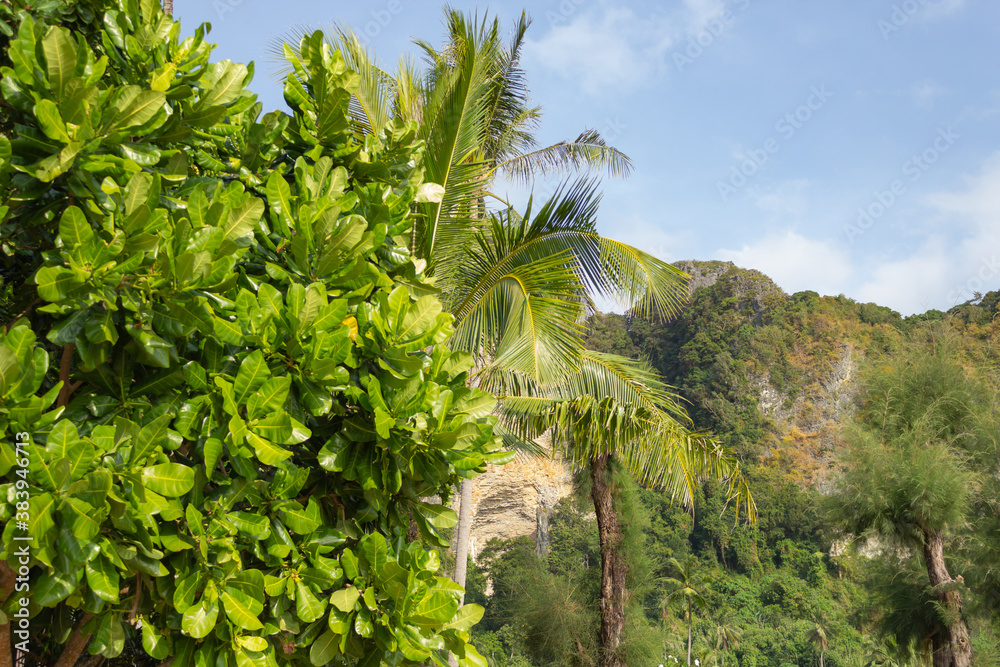 In the foreground are tropical plants and palm trees, in the background of the mountains covered with trees