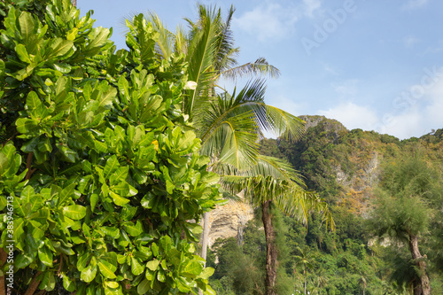 In the foreground are tropical plants and palm trees  in the background of the mountains covered with trees