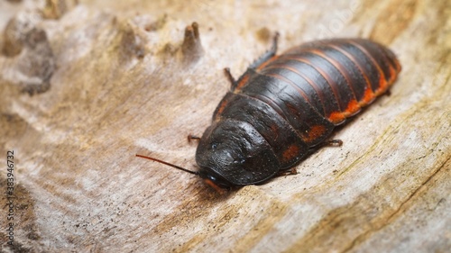 Black giant madagascar hissing cockroach in natural environment. Princisia vanwaerebeki. photo