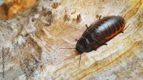Tableau sur toile Black giant madagascar hissing cockroach in natural environment