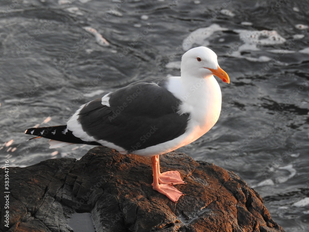 Fototapeta premium Seagull standing on the rocks, highlighted by the soft rays of the sunset, in San Simeon, California.