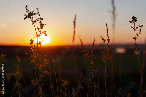 meadow plants against the backdrop of a sunny sunset, in the background a green field