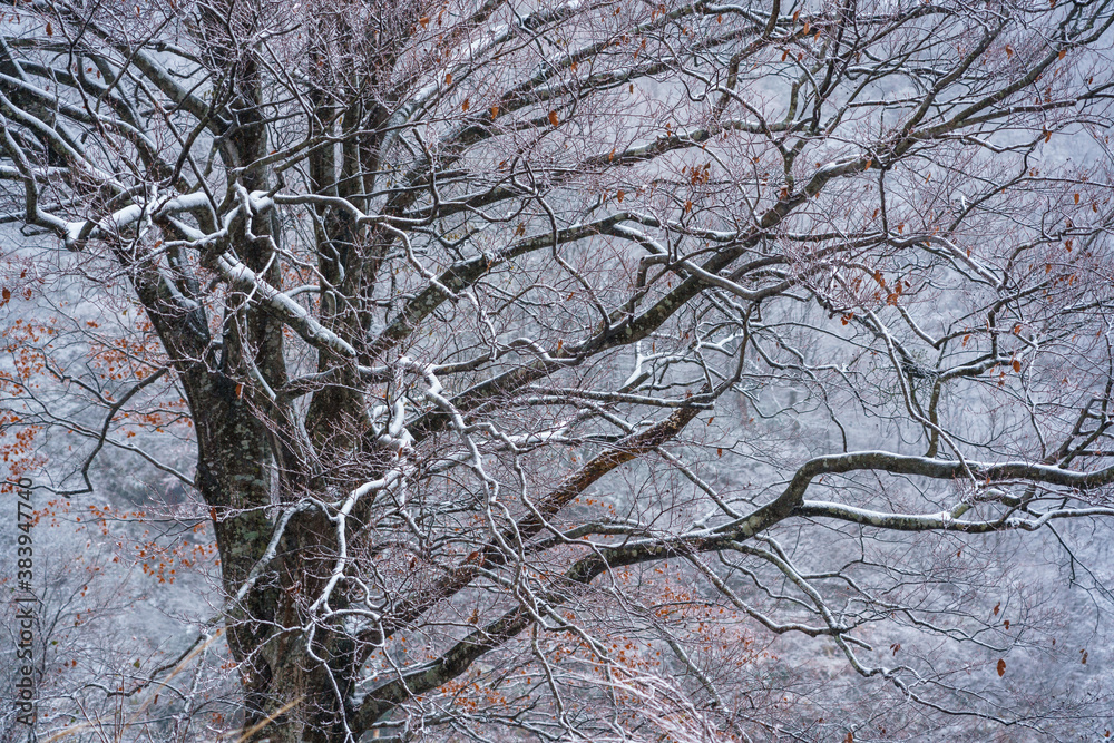 初雪のブナ