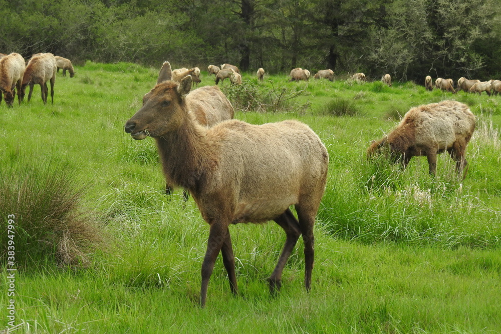 Elk herd, northern California, outside of Crescent City. Elk herd, northern California, outside of Crescent City.