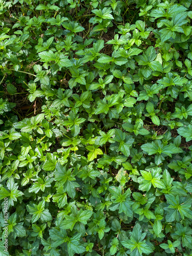 Top view of nice and textural green and clean plant leaves