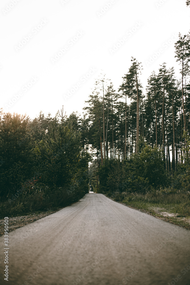 Obraz premium Perspective road in the middle of the forest line 