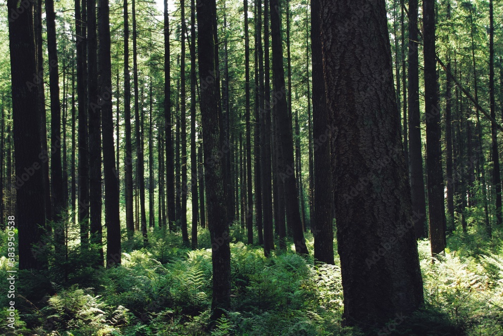 Fototapeta premium Trees and forest in the morning sunlight, summer.