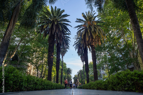 photo of palm trees on the boulevard oroño in rosario
