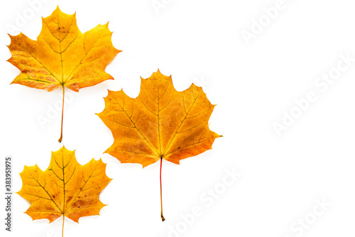 Autumn maple leaves isolated on white background. Template mockup fall  halloween  harvest thanksgiving concept. Flat lay  top view  copy space banner