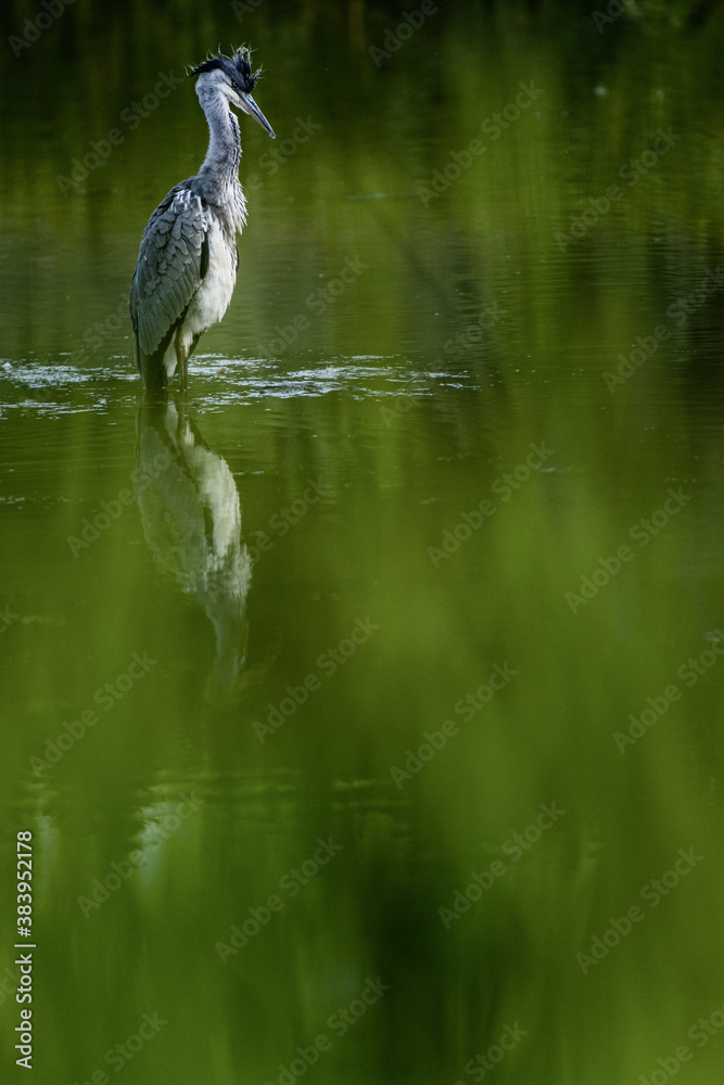 Fototapeta premium great heron perching in the water