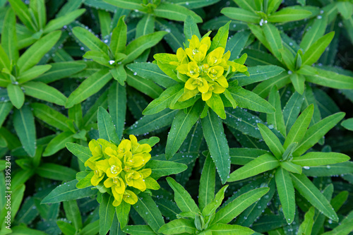 Cuadro en lienzo Flowers Cushion spurge close-up