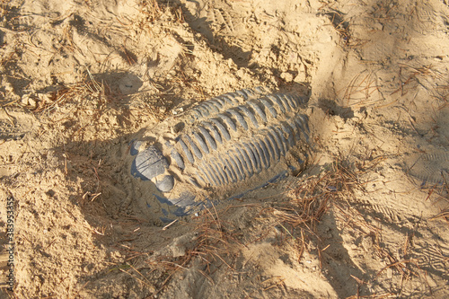 Plaster copy of a trilobite in the sand