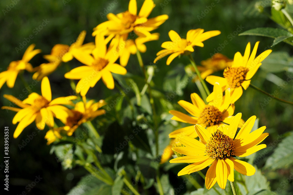 Fototapeta premium many flowers of yellow Echinacea with green leaves on a summer day . medicinal herbs used in medicine 
