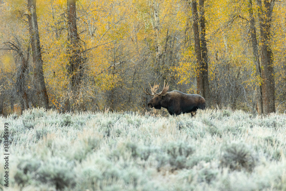 Bull Shiras Moose in Autumn in Wyoming Bull Shiras Moose in Autumn in Wyoming