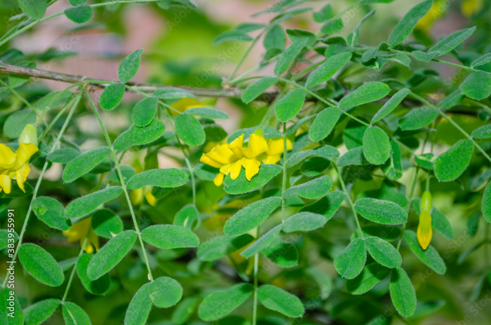 Flowers and leaves on blooming Siberian peashrub or Caragana arborescens close-up, selective focus, Flowers and leaves on blooming Siberian peashrub or Caragana arborescens close-up, selective focus,