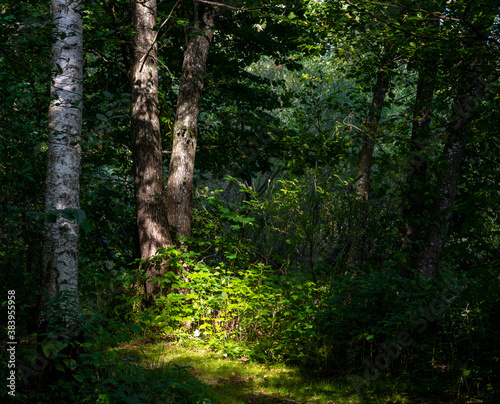 A beautiful green forest glade lit up by a sunbeam. Picture from Scania county  southern Sweden