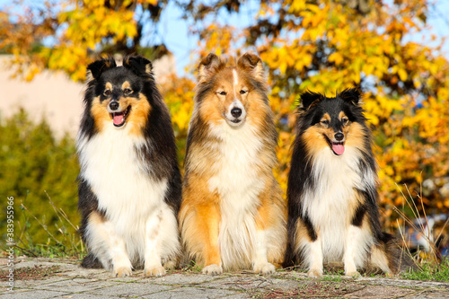 Autumn portrait of three cute and smiling shetland sheepdogs. Nice and beautiful shelties sitting outdoors on sunny day with yellow background. Little black and white lassies dogs, small collies 