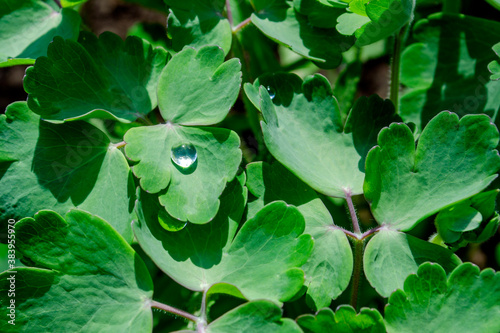 drops on leaves of Aquilegia natural background © Oksana