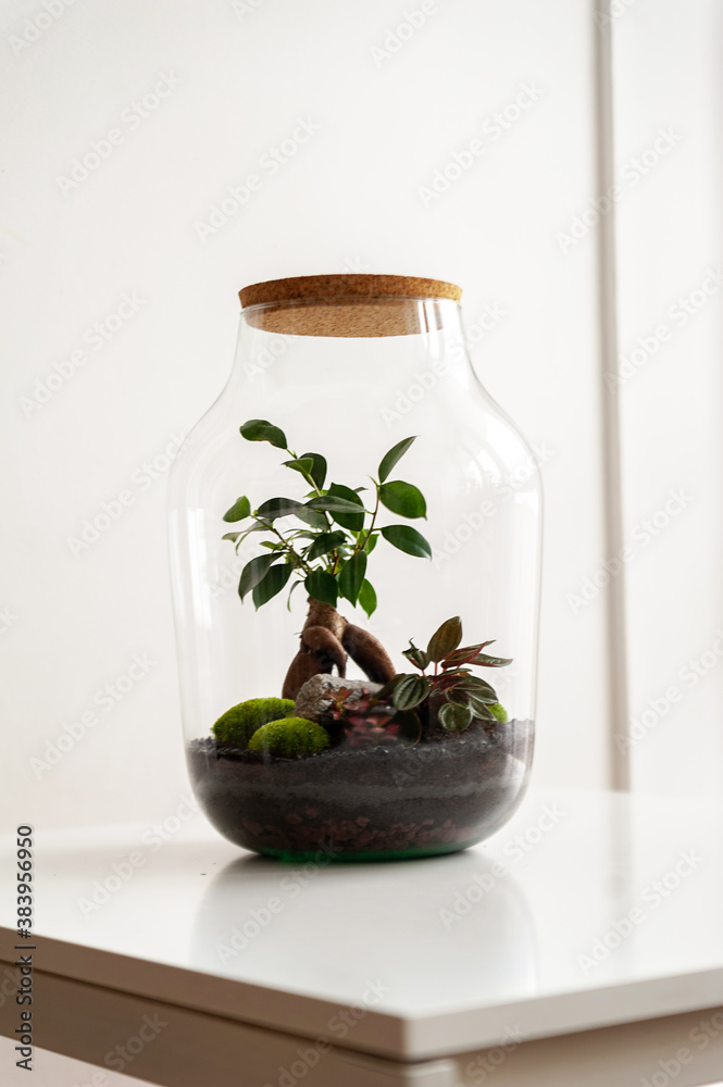 Small decoration plants in a glass bottle/garden terrarium bottle/ forest in a jar. Terrarium jar with piece of forest with self ecosystem. Save the earth concept. Bonsai, set of terrariums/ jars Small decoration plants in a glass bottle/garden terrarium bottle/ forest in a jar. Terrarium jar with piece of forest with self ecosystem. Save the earth concept. Bonsai, set of terrariums/ jars