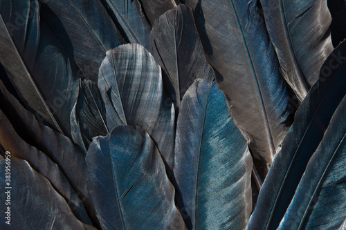 Black feathers of a raven. Abstract black background