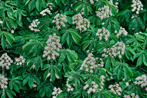 Pattern of flowering chestnuts. Green leaves with a dense structure.